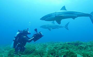 „Седмица на акулите“ се завръща с изцяло нова, изпълнена с акули програма от 24 юли по Discovery Channel