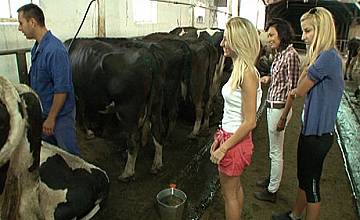 Градски момичета доят крави във „Фермер търси жена”