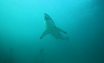 „Седмицата на акулите“ се завръща по Discovery Channel