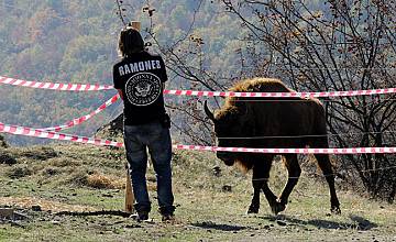 bTV Репортерите: Бизони в Източните Родопи и далаверите с българска земя