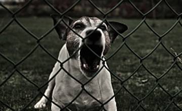 bTV Репортерите: За проблемите с бездомните и агресивните породи кучета