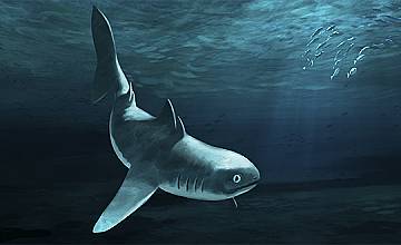 „Седмица на акулите” се завръща по Discovery Channel на 24-и август
