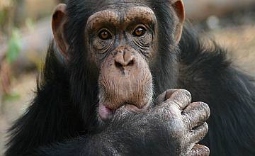 Рая на шимпанзетата